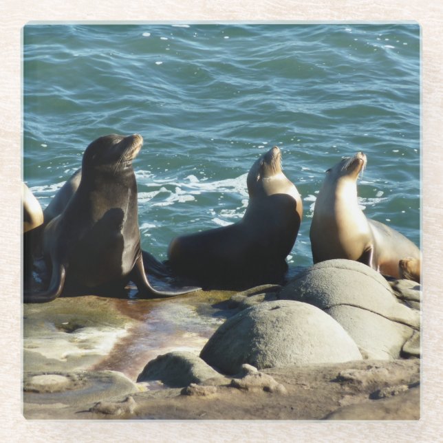 San Diego Sea Lions Glass Coaster (Front)
