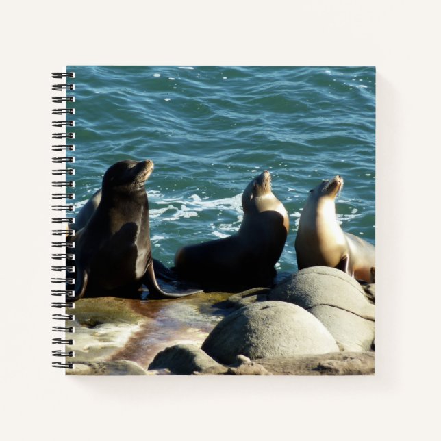San Diego Sea Lions Notebook (Front)