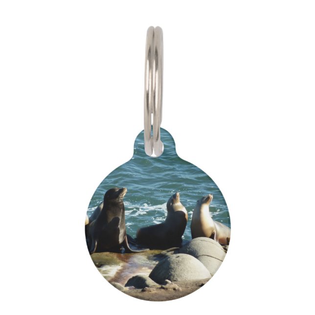 San Diego Sea Lions Pet Tag (Front)
