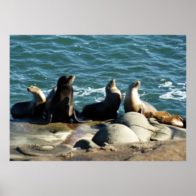 San Diego Sea Lions Poster (Front)