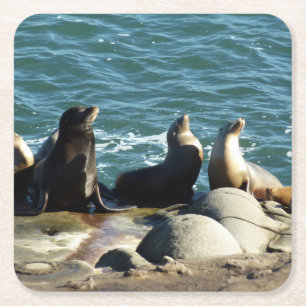 San Diego Sea Lions Square Paper Coaster
