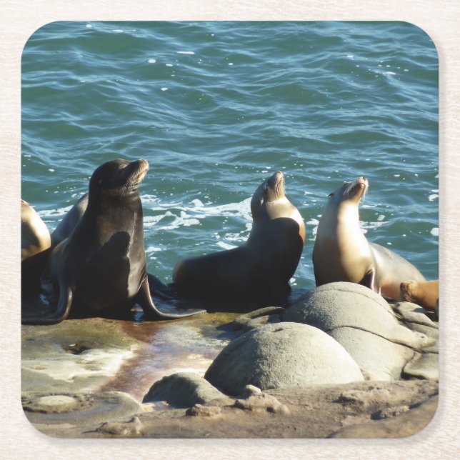 San Diego Sea Lions Square Paper Coaster (Front)