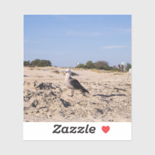 San Diego Seagull