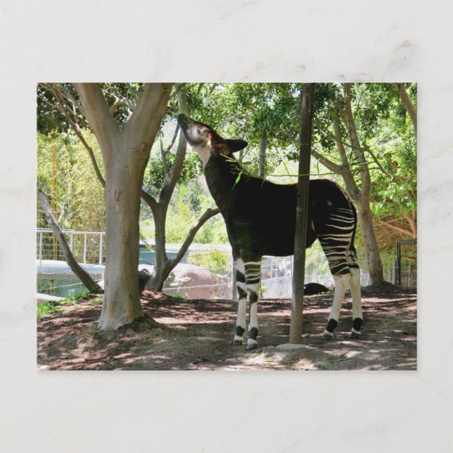 San Diego Zoo Postcard (Front)