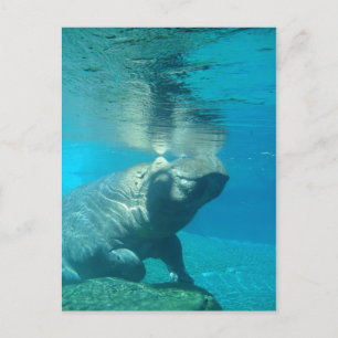 San Diego Zoo Postcard