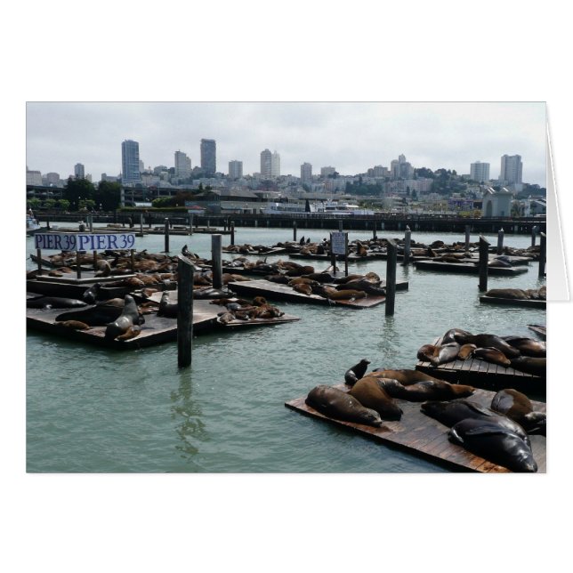 San Francisco and Pier 39 Sea Lions City Skyline (Front Horizontal)