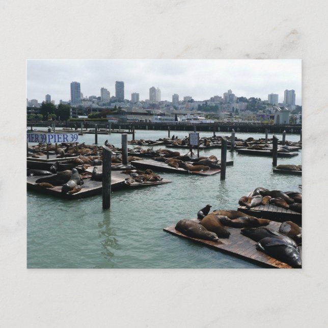 San Francisco and Pier 39 Sea Lions City Skyline Postcard (Front)