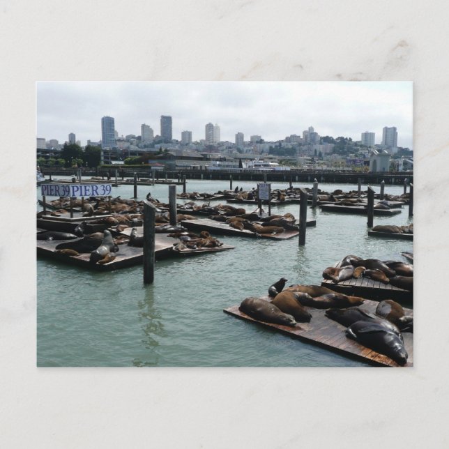 San Francisco and Pier 39 Sea Lions City Skyline Postcard (Front)