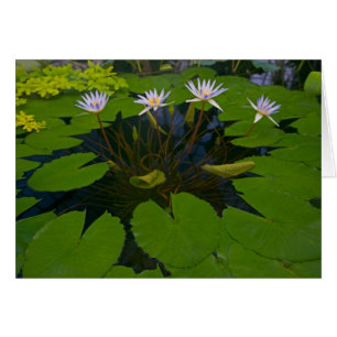 San Francisco Californias Golden Gate Park and