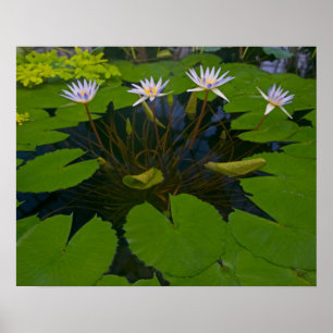 San Francisco Californias Golden Gate Park and Poster