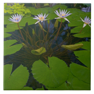 San Francisco Californias Golden Gate Park and Tile