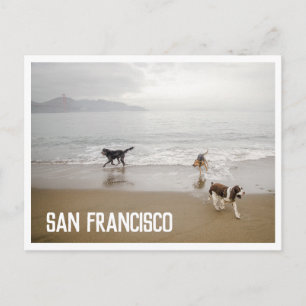 San Francisco Dogs at the Beach Postcard