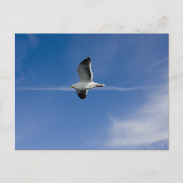 San Francisco Gull Postcard (Front)