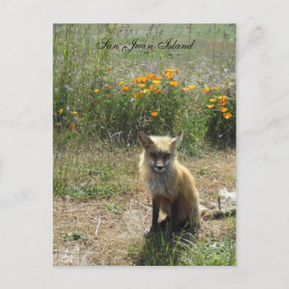 San Juan Island Fox Postcard