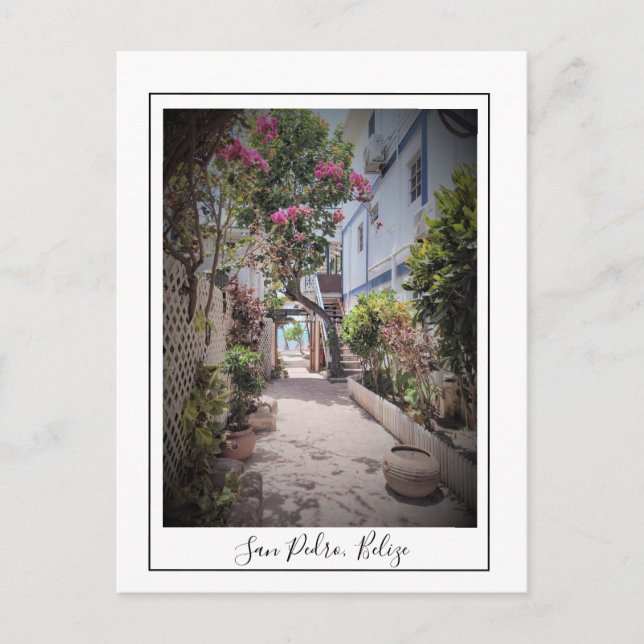 San Pedro Ambergris Caye Belise Postcard (Front)