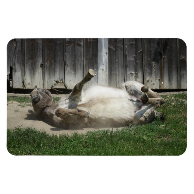 Sand Bathing Donkey Magnet (Horizontal)