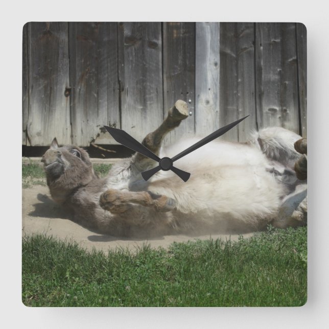 Sand Bathing Donkey Square Wall Clock (Front)