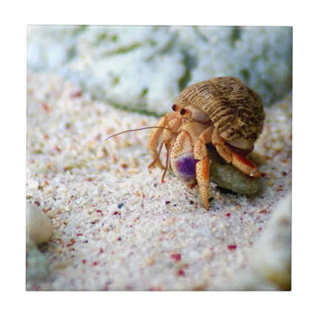 Sand Crab, Curacao, Caribbean islands, Photo Tile (Front)