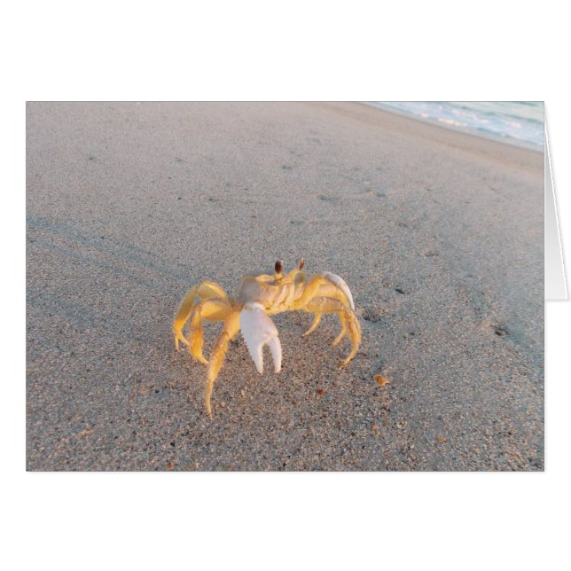 Sand Crab Dance (Front Horizontal)