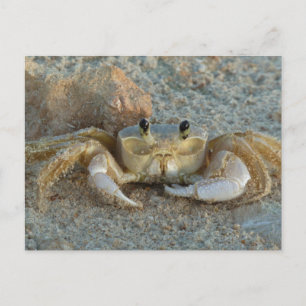 Sand Crab Postcard