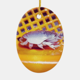Sand Crabs (Photography) Ceramic Tree Decoration