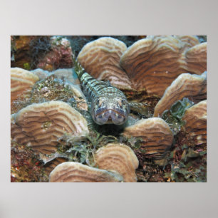 Sand Diver in the Coral Poster
