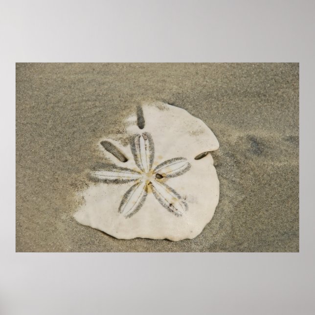 Sand dollar at the Beach Poster (Front)