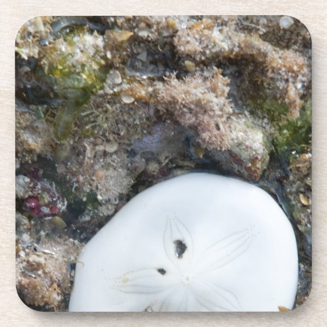 Sand Dollar in a Fiji Reef at Low Tide Coaster (Front)