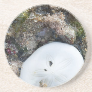Sand Dollar in the Fiji Reef at Low Tide Coaster