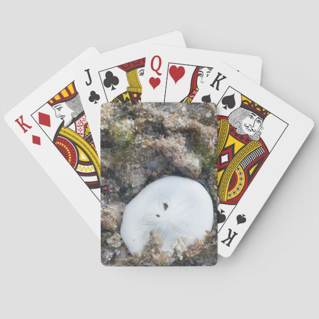 Sand Dollar in the Fiji Reef at Low Tide Playing Cards (Back)