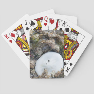 Sand Dollar in the Fiji Reef at Low Tide Playing Cards