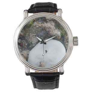 Sand Dollar in the Fiji Reef at Low Tide Watch