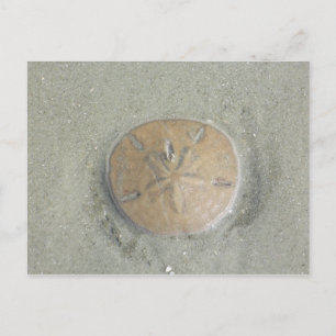 sand dollar on beach photo by gbillips postcard