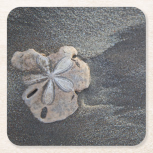 Sand dollar on sand square paper coaster