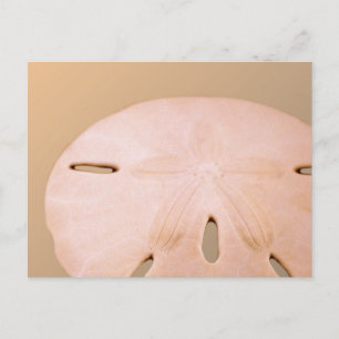 Sand Dollar Postcard
