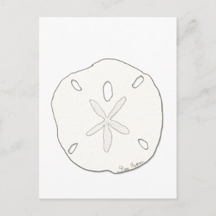 Sand Dollar Postcard