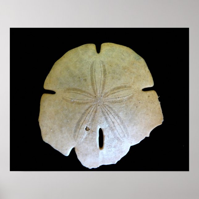 Sand Dollar Poster (Front)