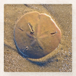 Sand Dollar Revealed On Beach Hilton Head Island Glass Coaster