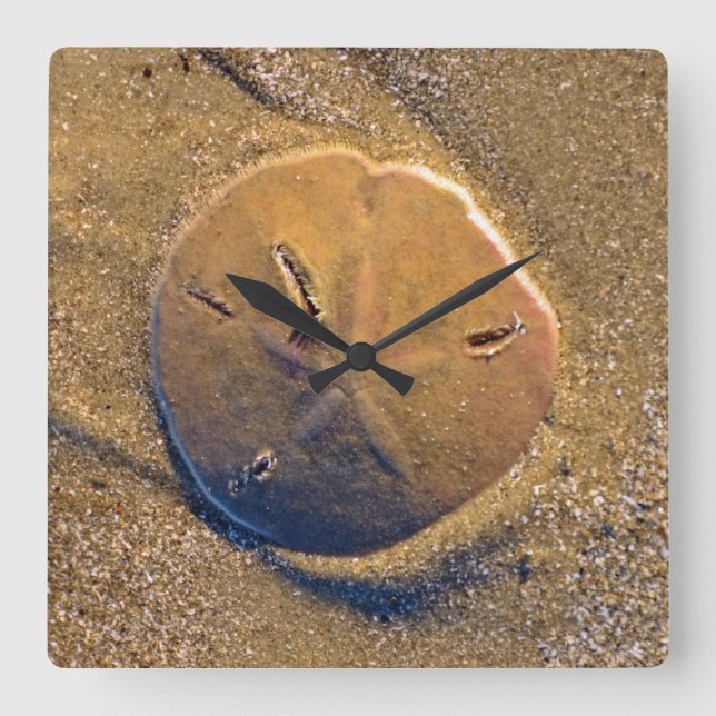 Sand Dollar Revealed On Beach | Hilton Head Island Square Wall Clock (Front)
