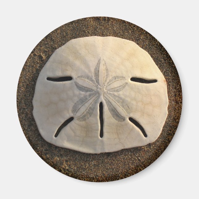Sand Dollar Sea Shell Beach Magnet (Front)
