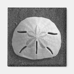 Sand Dollar Sea Shell Beach Magnet