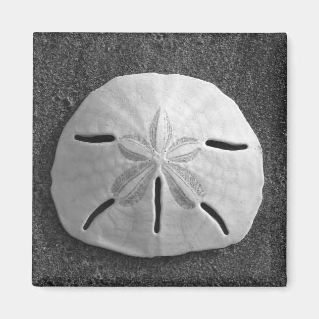 Sand Dollar Sea Shell Beach Magnet (Front)