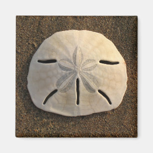 Sand Dollar Sea Shell Beach Magnet