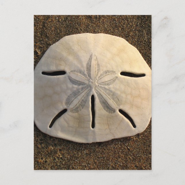 Sand Dollar Seashell Beach Postcards (Front)