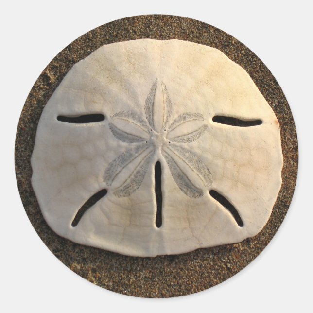 Sand Dollar Seashell Decal Custom Stickers (Front)