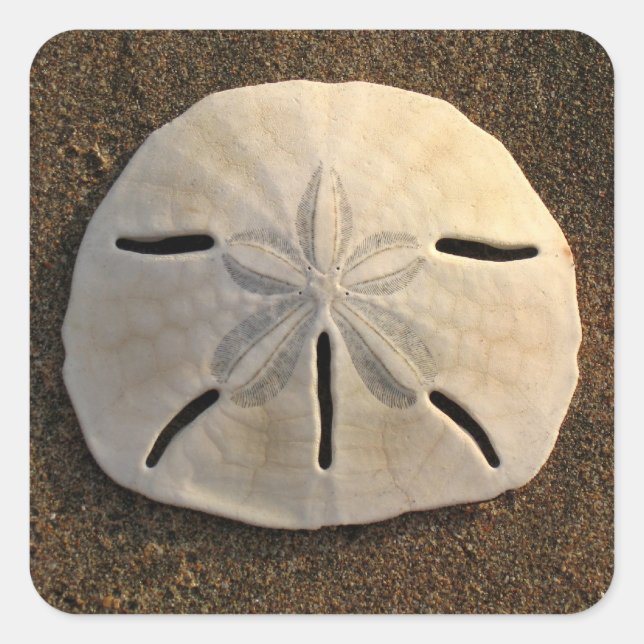 Sand Dollar Seashell Sticker Custom Decals (Front)
