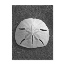 Sand Dollar Shell Beach Postcard (B&W Photo)