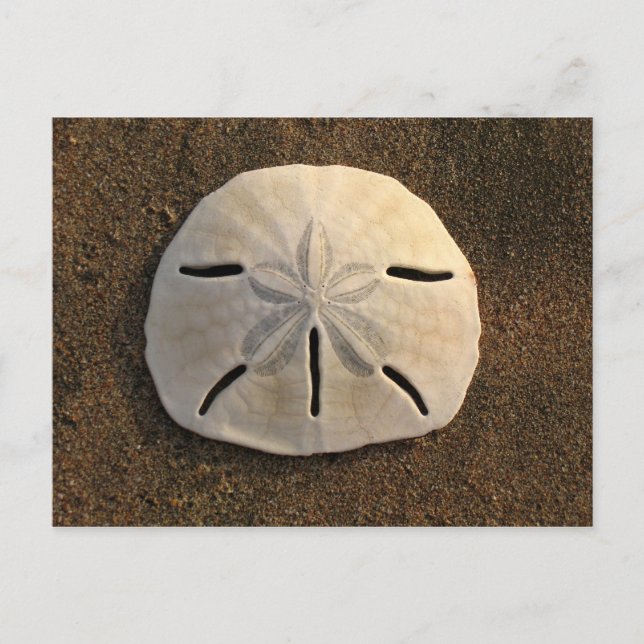 Sand Dollar Shell Beach Postcard (Colour Photo) (Front)