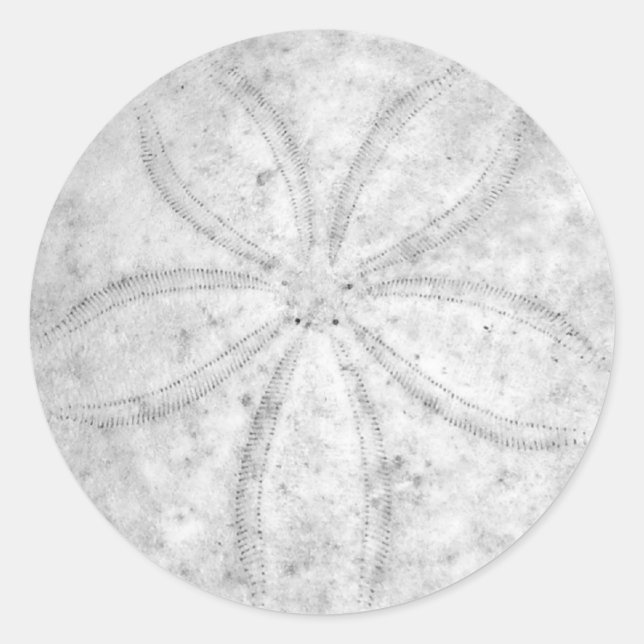 Sand Dollar Sticker (Front)
