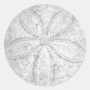 Sand Dollar Sticker